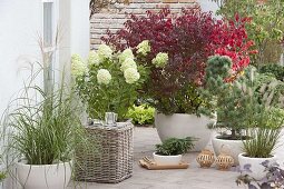 Terrasse mit Gehölzen und Gräsern