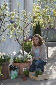 Pear trees 'Triumph de Vienne', 'Alexander Lukas' in tubs on the terrace