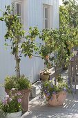 Pear trees 'Triumph de Vienne', 'Alexander Lukas' in containers on the terrace