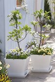 Planting dwarf pear 'Garden Pearl' in white containers