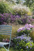 Autumn bed with Aster (autumn asters), Dahlia (dahlia), Miscanthus
