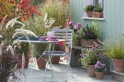 Autumn terrace with grasses and dahlias