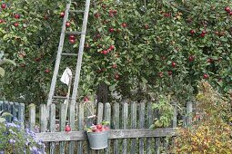 Apple harvest in the cottage garden