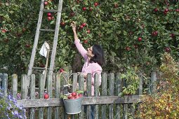 Apple harvest in the orchard