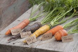 Tableau with carrot varieties