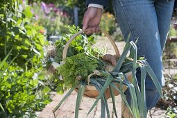 Suppengrün aus eigener Ernte