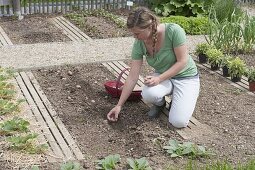 Kartoffeln anbauen im Biogarten