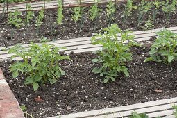 Growing potatoes in an organic garden
