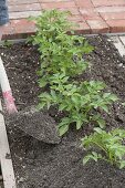 Growing potatoes in an organic garden