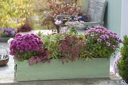 Planting green wooden box with chrysanthemums