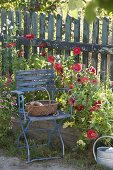 Basket on blue chair, Zinnia