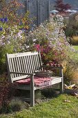 Bank am Herbstbeet mit Aster (Herbstastern), Cosmos (Schmuckkörbchen)