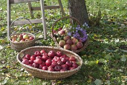 Körbe mit frisch geernteten Äpfeln (Malus) - alte Sorten