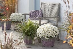 Chrysanthemum 'Elys Blanc' (Herbstchrysanthemen) und Carex morrowii