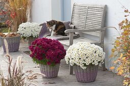 Chrysanthemum 'Elys Blanc' and 'Kilo' (autumn chrysanthemums)