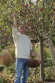 Man picking apples