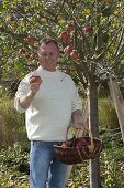 Man harvesting apples