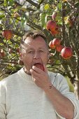 Man harvesting apples