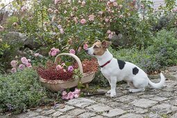 Hund Zula sitzt neben Korb mit frisch geschnittenen Rosa (Rosen)