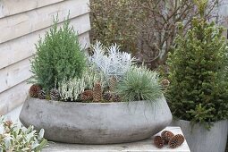 Winter-hardy planted concrete bowl: Calluna vulgaris 'Alicia'
