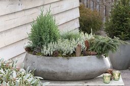 Hardy concrete planter: Calluna vulgaris 'Alicia'