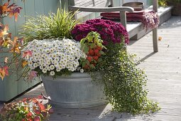 Old zinc tub planted with Chrysanthemum 'Elys Blanc' white, 'Kilo' magenta