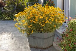 Proven Winners - Tagetes 'Gold Medal' (marigold) in a wooden pot