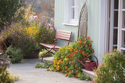 Tropaeolum majus (Kapuzinerkresse) in Kasten mit selbstgemachter Rankhilfe