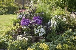 Phlox paniculata 'Uspech' in border with edging