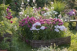 Bed border made from hazel rods: Monarda didyma 'Pink Lace' (Indian Nettle)
