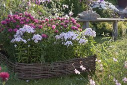 Beeteinfassung aus Haselruten: Monarda didyma 'Pink Lace' (Indianernessel)