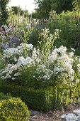 White bed with Chrysanthemum maximum (summer daisies), phlox