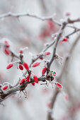 Frozen Berberis vulgaris branch with red berries