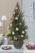 Picea glauca'Conica' (Zuckerhutfichte) als lebendiger Weihnachtsbaum