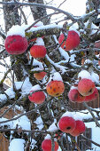 Snowy apples on tree as bird food