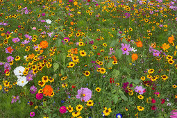 Colourful butterfly meadow