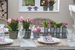 Winter table decoration with Schlumbergera (Christmas cactus)