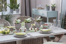 Table decoration with Kalanchoe thyrsiflora (desert cabbage)