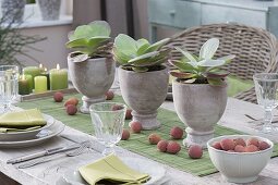 Table decoration with Kalanchoe thyrsiflora (desert cabbage)