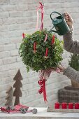 Hedera helix gorwn as a ball in a hanging basket, decorated for Christmas