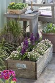 Holzkiste mit Saxifraga arendsii (Moossteinbrech) und Hyacinthus 'Purple