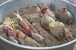 In Sand gelagertes Gemüse beginnt im Frühling zu treiben