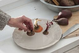 In Sand gelagertes Gemüse beginnt im Frühling zu treiben