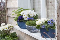 Frühling auf der Fensterbank mit Viola cornuta (Hornveilchen), Primula