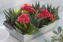 Kalanchoe blossfeldiana (Flammende Käthchen) mit gefuellten Blüten