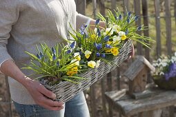 Frau trägt Korbkasten mit Muscari (Traubenhyazinthen), Viola cornuta