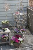 Spring balcony with Magnolia stellata 'Georg Henry Kern'