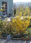 Blühende Forsythia im Terrassenbeet