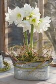 Hippeastrum 'Mont Blanc' (Amaryllis) in Zink-Jardiniere, dekoriert mit Zweigen