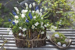 Muscari aucheri 'Blue Magic' und botryoides 'Album' (Traubenhyazinthen)